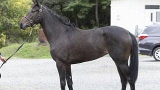 トウカイテイオー唯一の後継種牡馬 クワイトファイン産駒が中央初出走だ