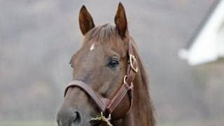 ダート重賞3勝のドンフランキーが優駿SSに到着 来年から種牡馬生活へ