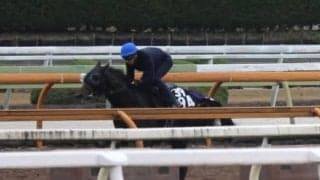 GI・4勝馬ラヴズオンリーユーの初仔などが今週末初陣/関西馬メイクデビュー情報