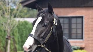 キタサンブラック＆イクイノックスの父仔が2500万円でトップ 社台SSが26年度のけい養馬＆種付け料を発表