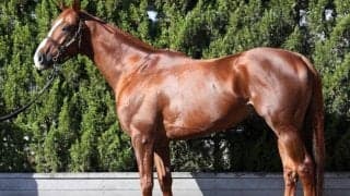 「筋肉の質感は父レイデオロにそっくり」 馬体派記者がジャパンCでイチオシする一頭とは