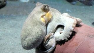 J1鹿島Vへ、マダコで必勝祈願　アクアワールド茨城県大洗水族館