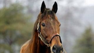 2015年の米三冠馬 アメリカンファラオが日本軽種馬協会静内種馬場に到着