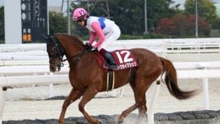 【兵庫ジュニアグランプリ】トウカイマシェリが鮮やか差し切り…鮫島駿「1400mでも大丈夫でした」