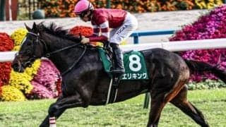 京都2歳Sはノーザンファーム生産馬に注目 過去10回で6勝と安定感あり