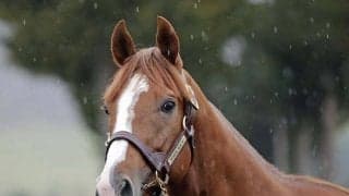 重賞5勝のトウシンマカオがアロースタッドに到着 来年から種牡馬生活へ