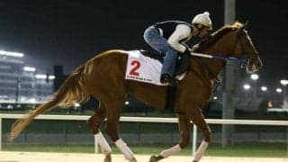 現役時代は米G1・6勝 種牡馬としても活躍中の「ガンランナー」を紹介 