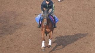 エナジーイッセイなど、先週のゲート試験/栗東トレセンニュース