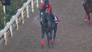 バドリナートなど、先週の入厩情報/栗東トレセンニュース