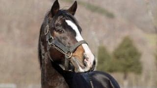 ブリックスアンドモルタルがレックススタッドに移動 新天地で種牡馬生活継続へ