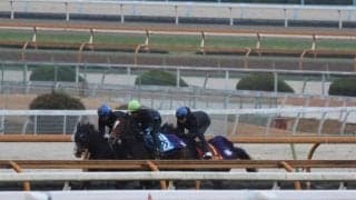 アランカール、阪神JF1週前追い切り速報/栗東トレセンニュース