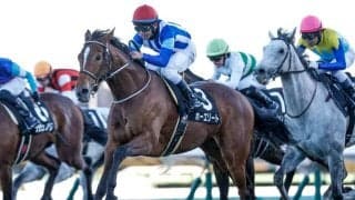 【ステイヤーズS枠順確定】ホーエリートは3枠3番、クロミナンスは5枠7番