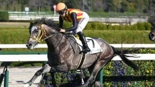 【阪神5R新馬戦結果】モーリス産駒エルハーベンが逃げ切り勝ち