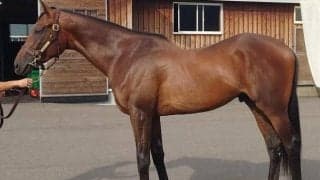 母はエリザベス女王杯覇者のラキシス デプレがデビュー勝ちなるか