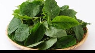 王様の野菜「モロヘイヤ」の驚くべき効果効能