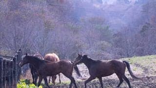 ジャガーメイルら重賞馬たちが穏やかに暮らす場所 「蒜山ホースパーク」を訪れてみた