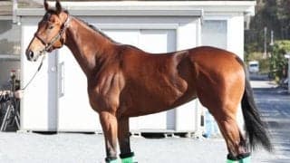 出走かなえば「2歳女王のタイトルをつかみ取るはず」 馬体派記者が阪神JFで期待かける良血馬とは