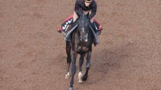 【JRA新馬戦】ジェンティルドンナの仔アルジェンテーラや5億2000万円のサガルマータなどがデビュー