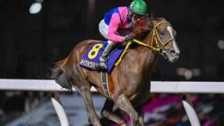 JpnI・4勝のメイショウハリオが登録抹消 今後はイーストスタッドで種牡馬入りへ