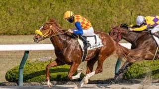 【阪神6R】マテラスカイ産駒 テーオーグレーザーが人気に応える