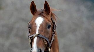 メイショウハリオがイーストスタッドに到着 来年から種牡馬生活へ