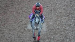 ノチェセラーダなど、先週の入厩情報/栗東トレセンニュース