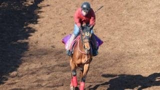 カステッロトゥーレなど、先週のゲート試験/栗東トレセンニュース