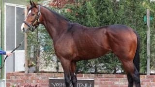 馬体派記者の朝日杯FS注目馬 驚異的な成長スピード見せる一頭を絶賛