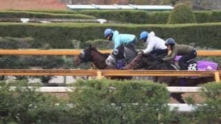 ラヴェニュー、ホープフルS1週前追い切り速報/栗東トレセンニュース