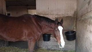 馬の安全な暮らしのために ノーザンレイクがクラウドファンディングを実施中