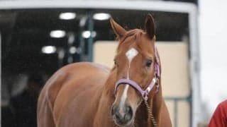 JpnI・2勝馬カジノフォンテン レックススタッドに無事到着