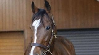 23年皐月賞馬ソールオリエンスがブリーダーズSSに到着 種付け料は150万円