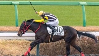 【新馬/中山4R】ゴールドドリーム産駒 ゴールドブレイズがデビューV