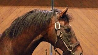 豪でシャトル供用のモーリスが帰国