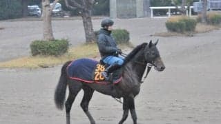 半兄は重賞3勝ステイフーリッシュ 近親にはGI馬もいるココナッツコースト/関東馬メイクデビュー情報