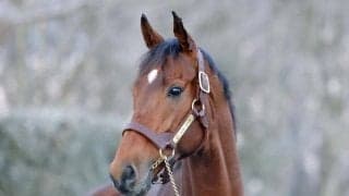 ベラジオオペラが社台SSに到着 大阪杯連覇などGI戦線で活躍