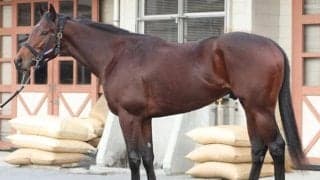 「大物登場の実感がわく」「文句が付けられない」 馬体派記者が褒めちぎったホープフルS出走馬