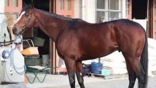 条件好転した“令和のメジロパーマー”が春秋グランプリ制覇へ 馬体派記者も「買う一手」と期待