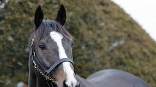 ソウルラッシュがブリーダーズSSで種牡馬生活へ シンジケートは即日満口に