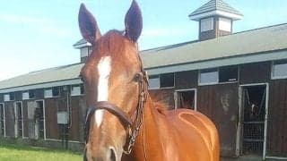 名牝マルシュロレーヌの初仔 マルシュボヌールが要注目のデビュー戦だ