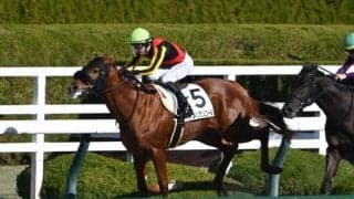 【阪神6R新馬戦結果】アメリカンファラオ産駒アメリカンコールが人気2頭の一騎打ちを制す