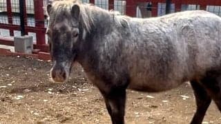 「午年」の初詣には馬がいる神社へ！ 秋葉原・神田明神で暮らすポニーの暮らしに迫る