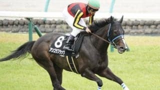 中山も京都も芝は内有利 中山金杯はアンゴラブラックの重賞初制覇に期待