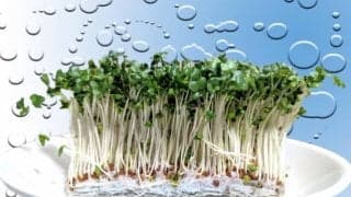 栄養価が高く、美容や健康に良いとされる「スーパーフード」とは