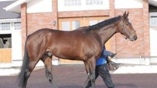タスティエーラが優駿SSに入厩 種牡馬生活へ