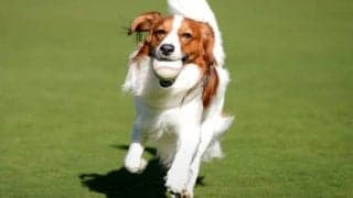 大谷翔平、デコピン“最新ショット”を大公開　本拠地で大はしゃぎ、躍動感溢れる走り披露