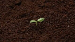 【スポーツメンタル】「芽が出る種」と「出ない種」の差