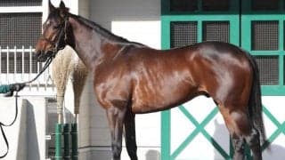 馬体派記者が「グッドルッキングホース」と表現 京成杯で太鼓判を押す一頭とは