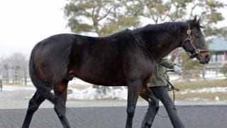 22年大阪杯Vのポタジェがイーストスタッドに入厩 ディープインパクトの後継種牡馬に