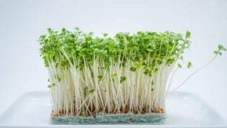 栄養たっぷり「ブロッコリースプラウト」